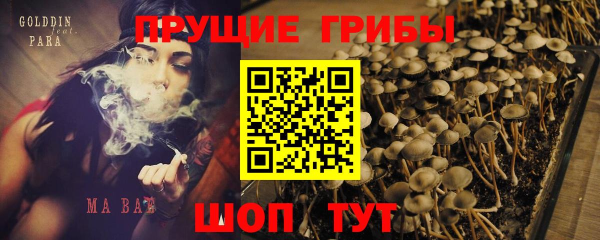 Касимов  Галлюциногенные грибы Psilocybe  Псилоцибиновые грибы Psilocybine cubensis  Вход с VPN 
